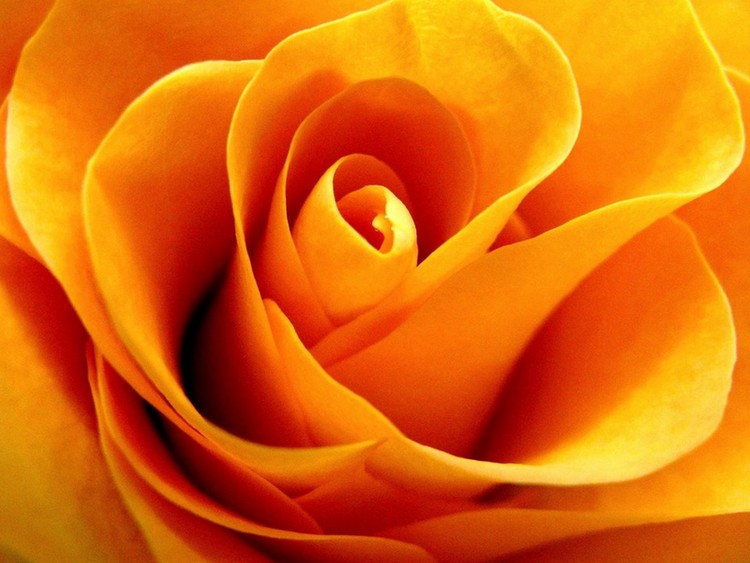 Golden Rose by Rhonda Barrett | ArtWanted.com