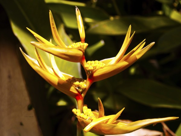 Heliconia