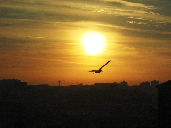 Flight Secret