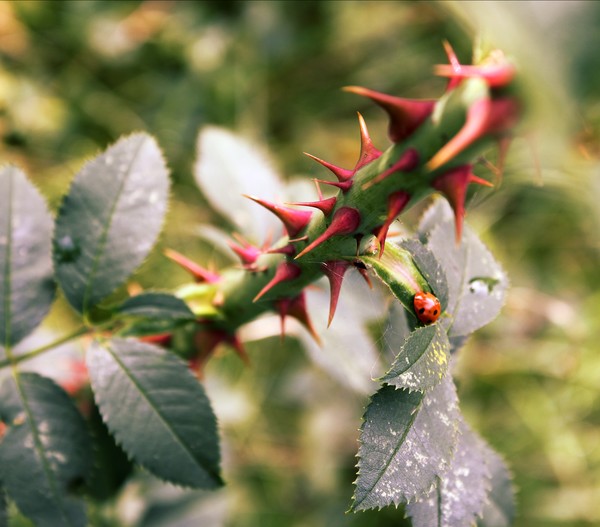 Red Thorns