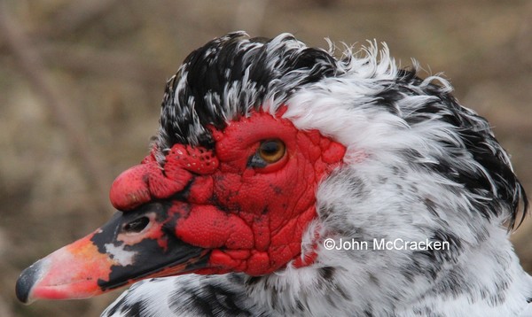 Muscovy Duck