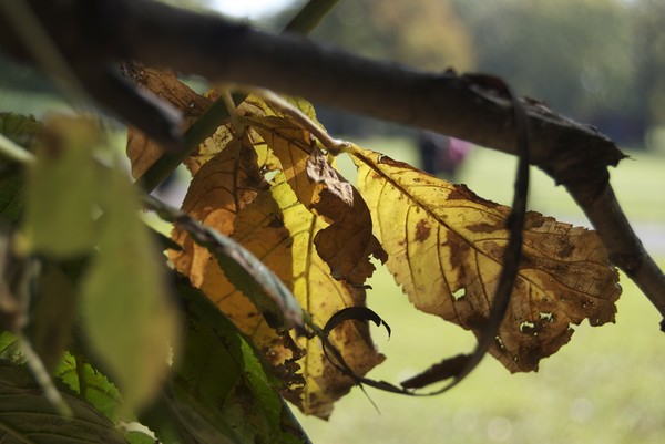 Leaves Two