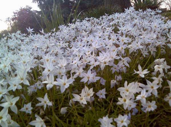 White Flower Bed