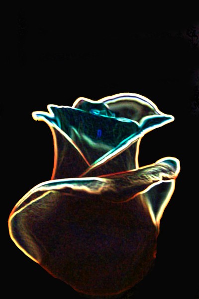 Rose in light