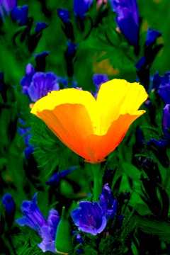 Wild Flower