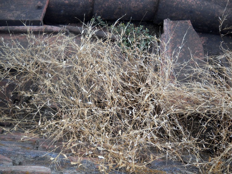Dried Grass for creation of Organic Art