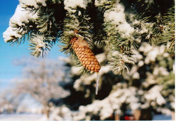 Icy pine cone