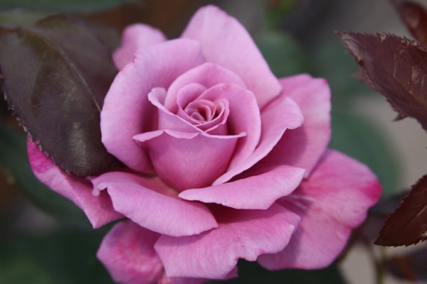 Pink Rose