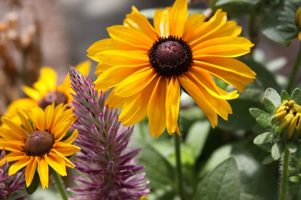 Flowers