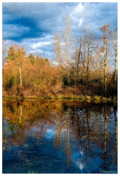 Fall Reflections