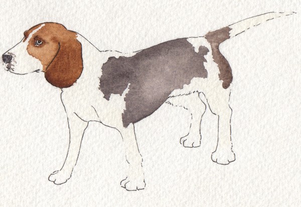 dog