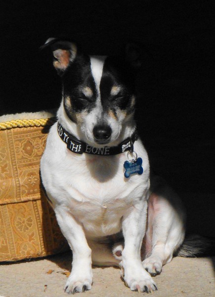 Mookie 