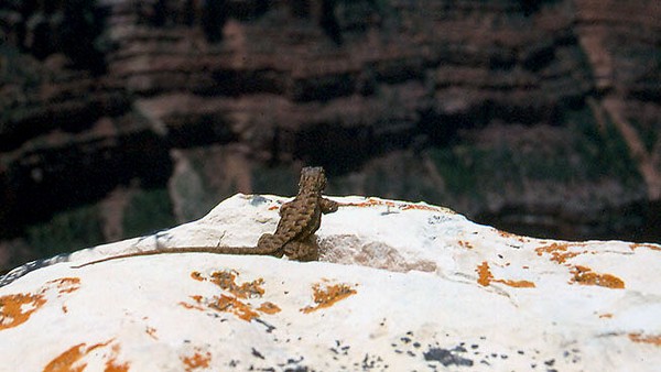 lizard