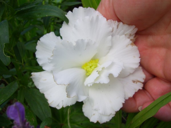 White flower