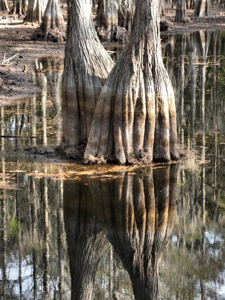 deeply rooted