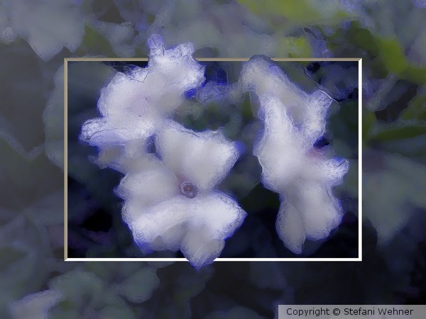frozen beauties