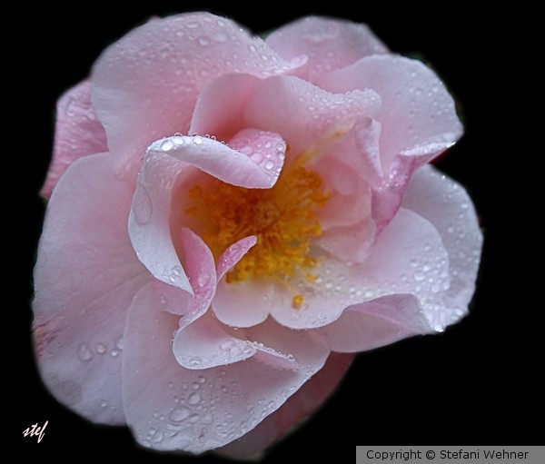 morning dew