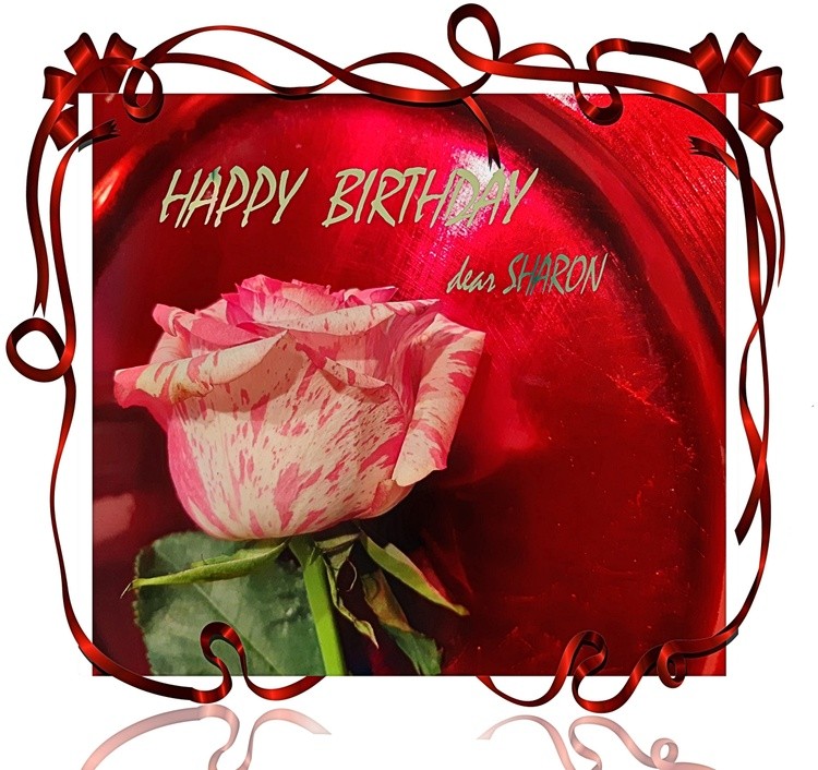 a rose for SHARON