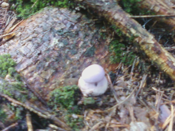 neznana gobica