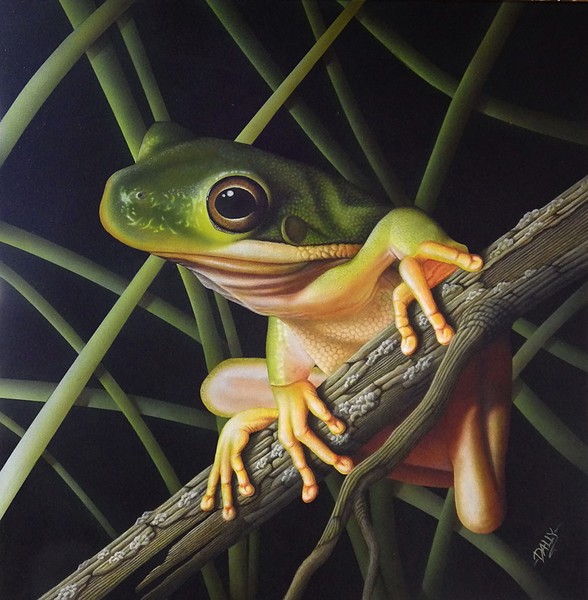 Green tree frog