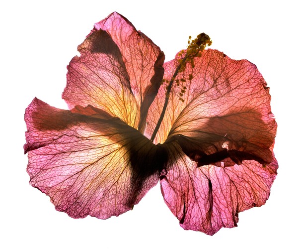 hibiscus 2