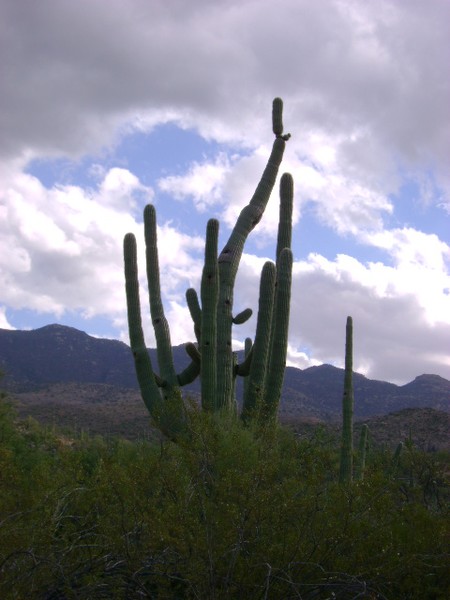 Saguaro DNA Gone Insane