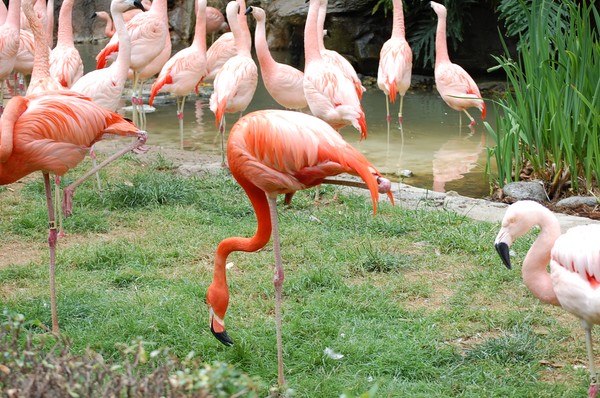 Flamingo Flock