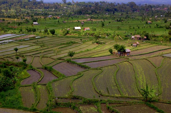 Balinese Rice Paddies