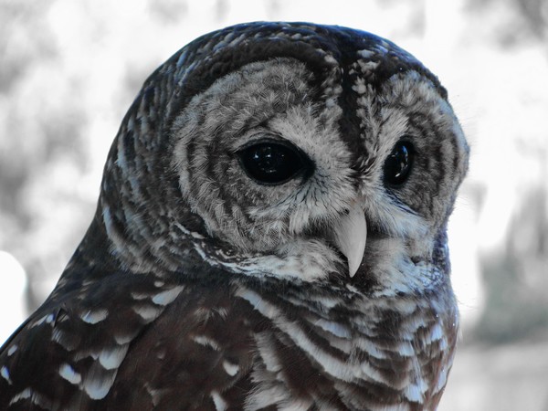 Not Giving A Hoot