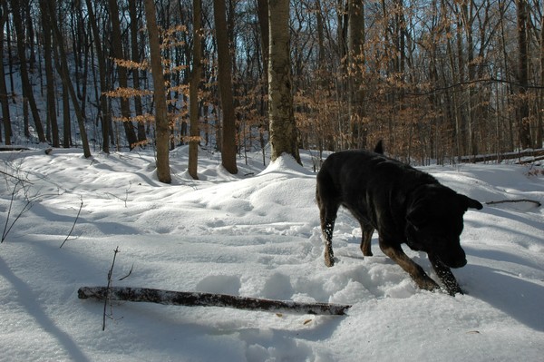 Snow Dig