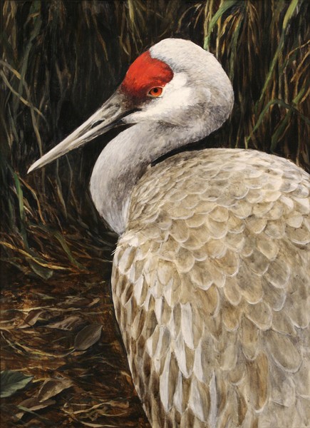 Sandhill Crane