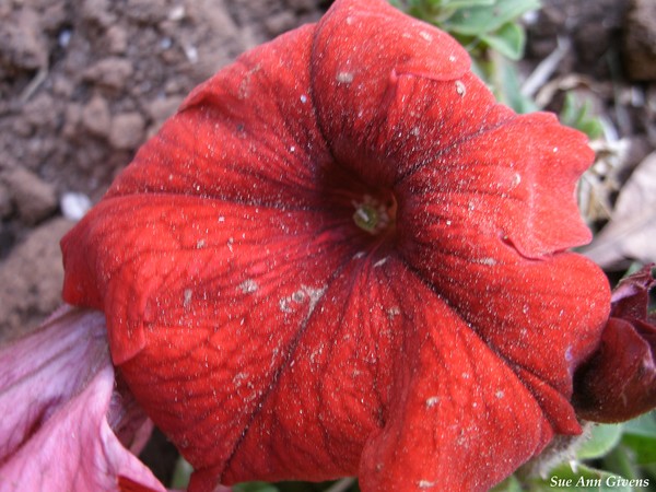 Red Flower