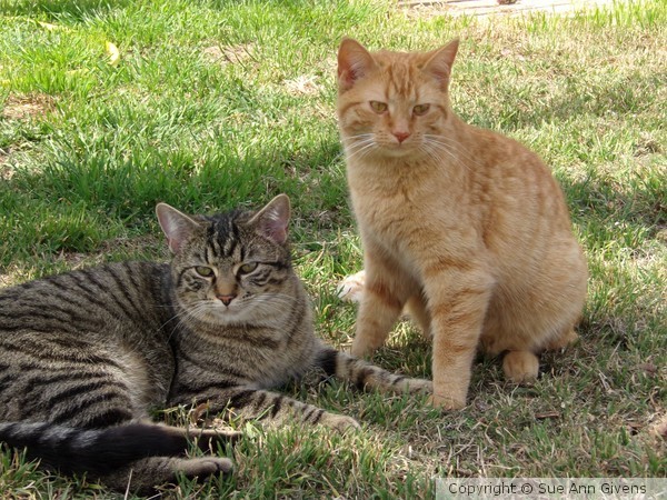 Tiger and Thor Looking about