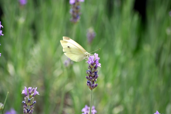 Nikon_06062009_3568
