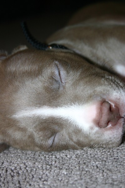 Sleepy Puppy
