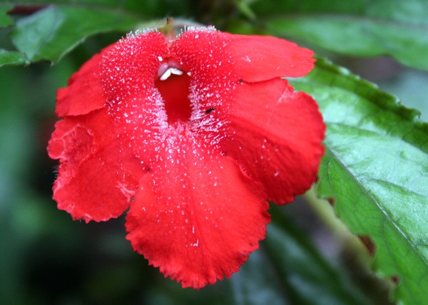 Jewel in the Jungle