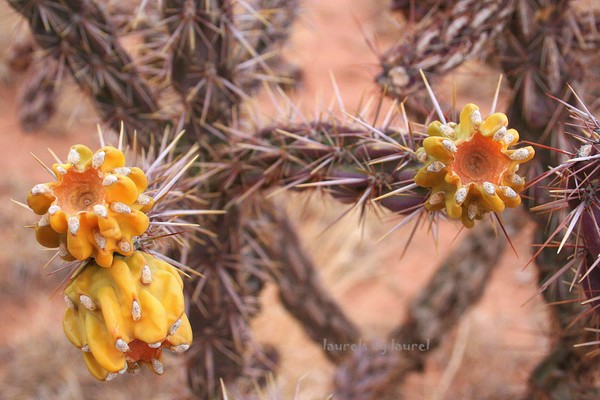 Yellow Blooms on a Cactus