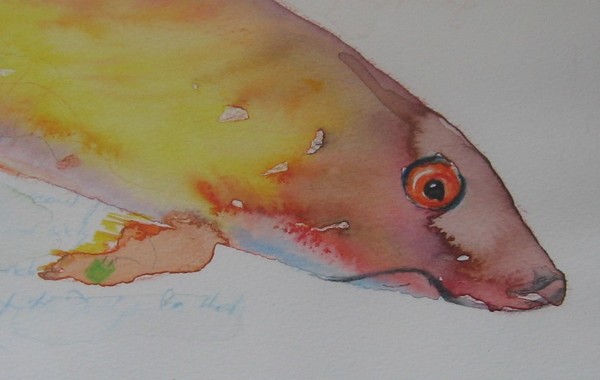 fish-WATERCOLORS,10