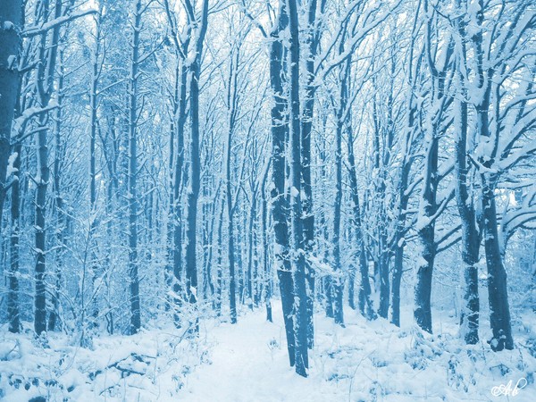 Blue Forest.