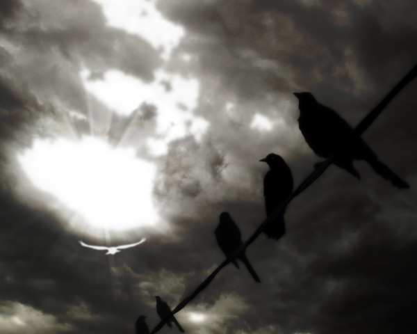 Black Birds on a Wire in Storm