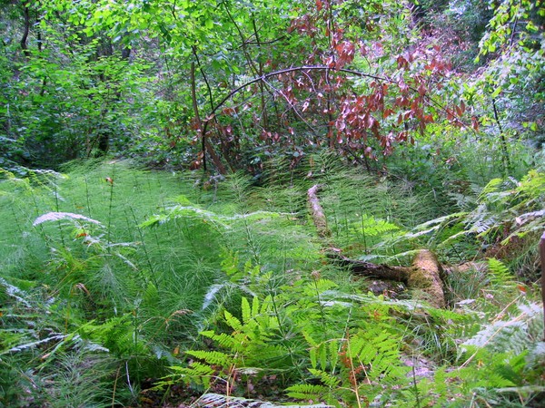Fallen Tree Surrenders to the Ferns, Muir Woods