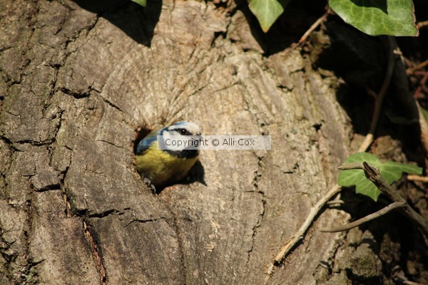 Nesting