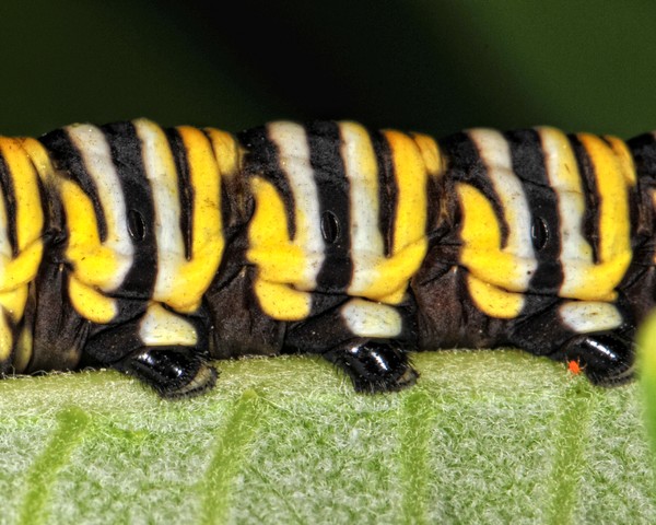 Monarch caterpillar feet
