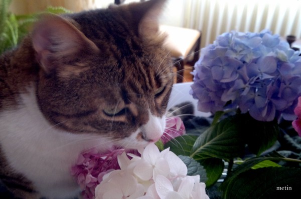 bücür loves hydrangeas..