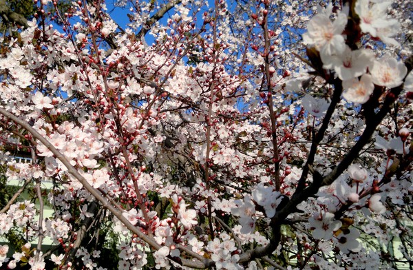 spring, finally..