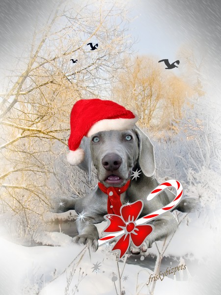 Weimaraner Puppy Christmas