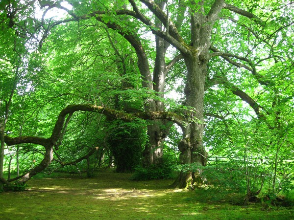 Green Scotland Outside Cawdor Castle