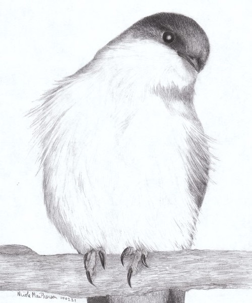Tree Swallow
