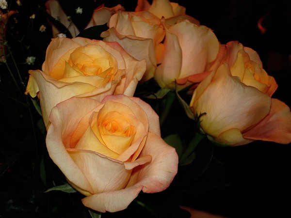 Beautiful Birthday Roses 2/2