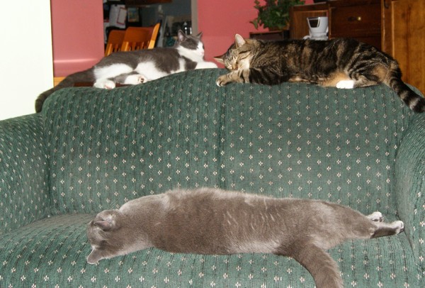 They're all sleeping